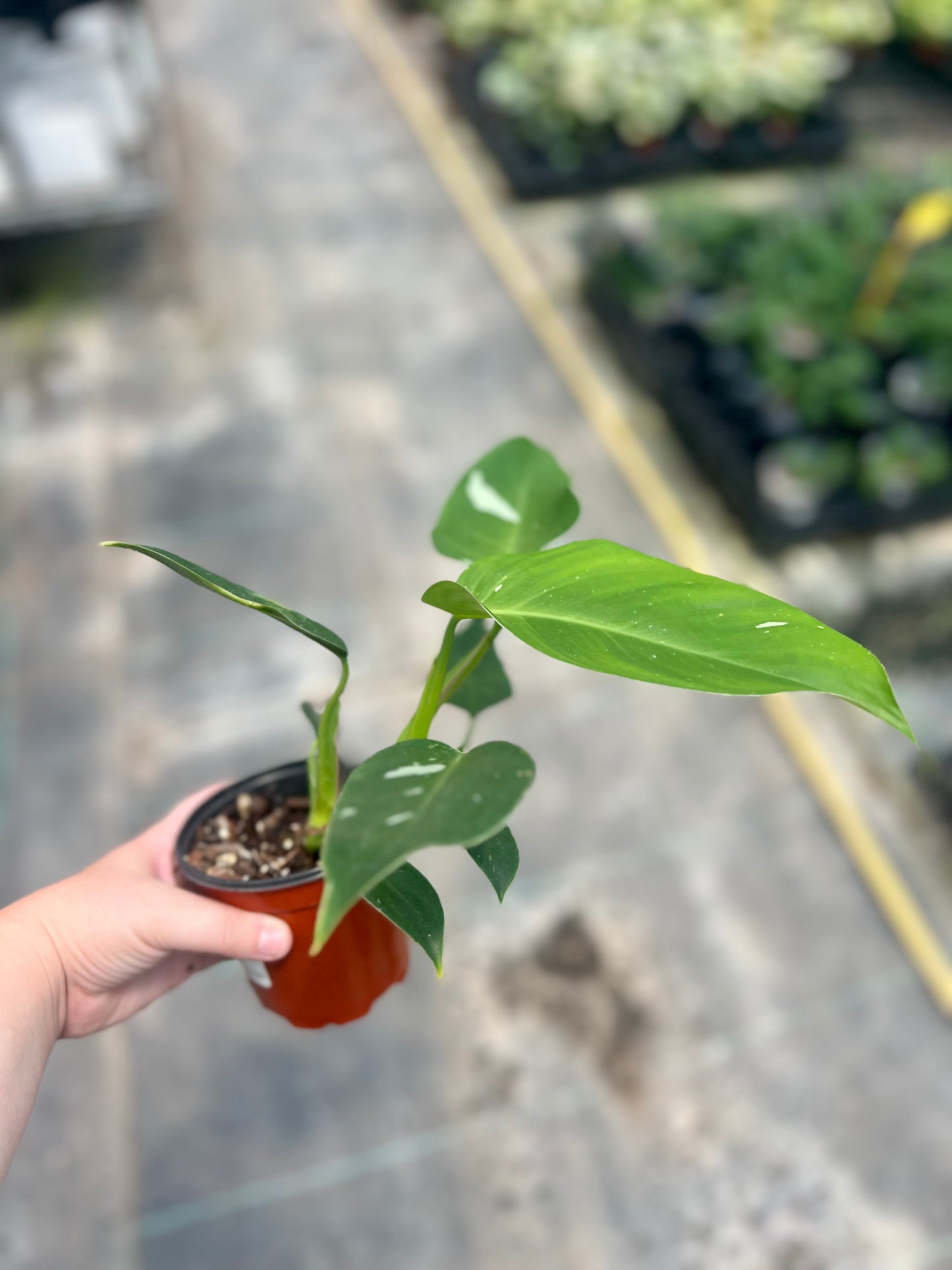 4" Philodendron White Princess