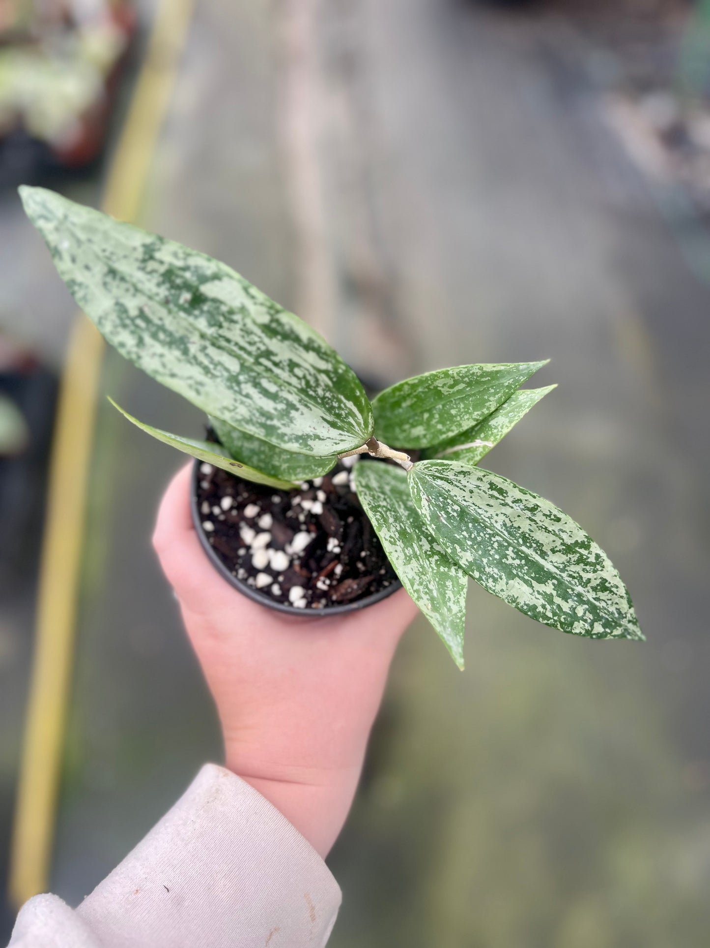 4" Hoya Silver Moon