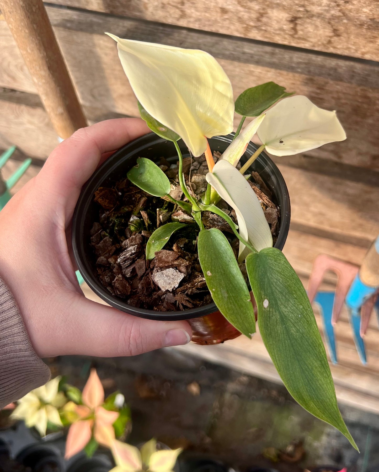 4" Philodendron Florida Ghost