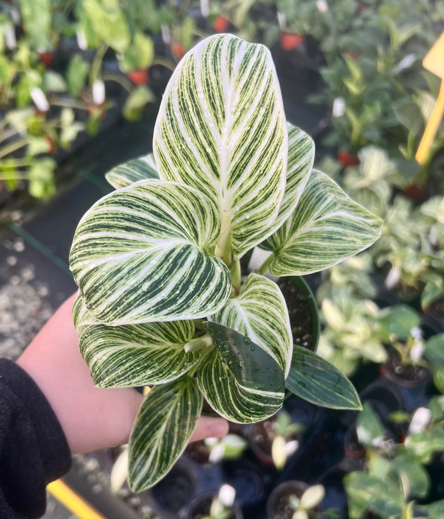 4" Philodendron Birkin Galaxy