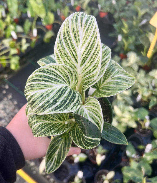 4" Philodendron Birkin Galaxy