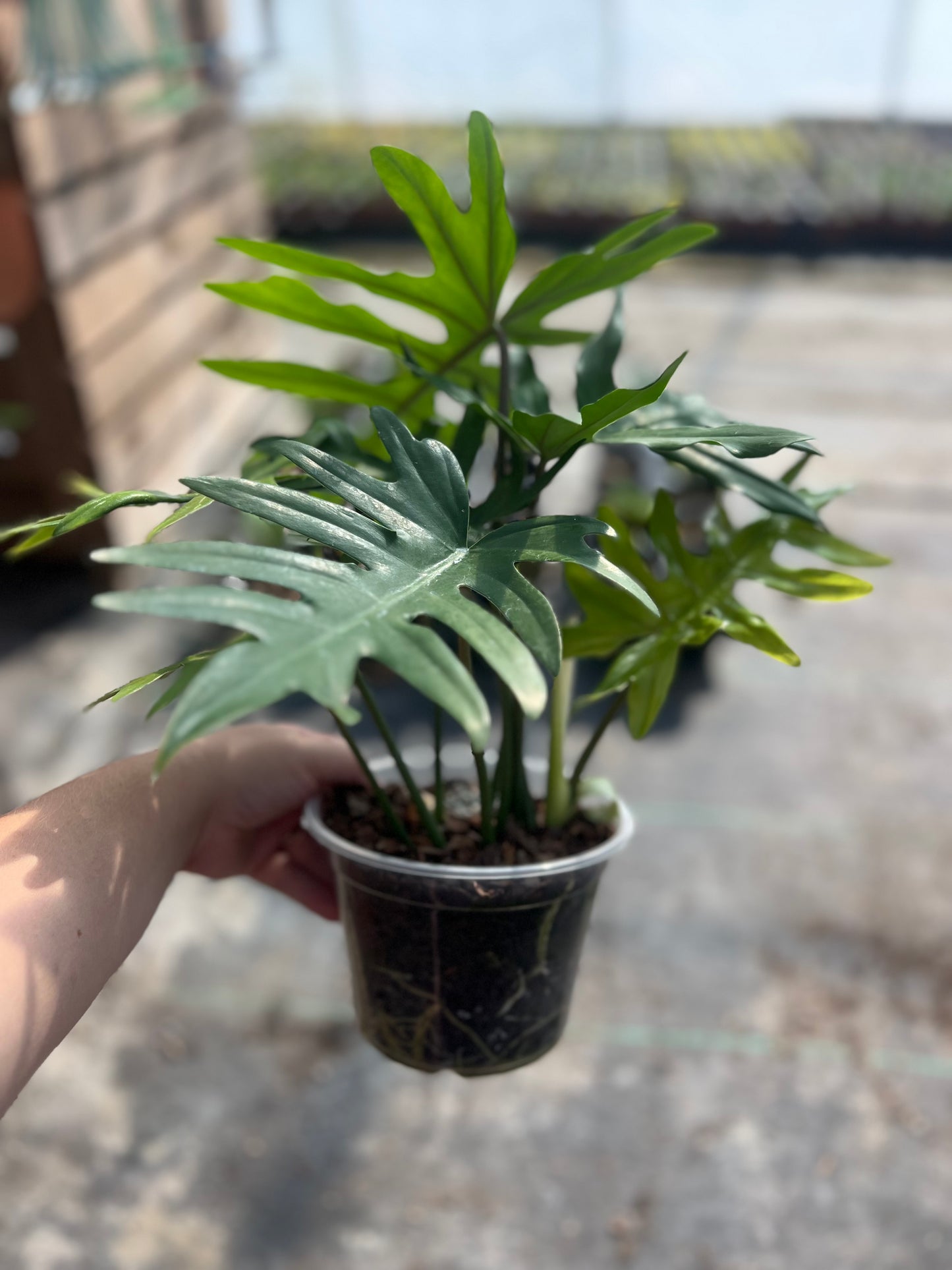 6" Philodendron Mayoi