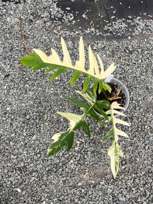 Philodendron Florida beauty x Tortum variegated