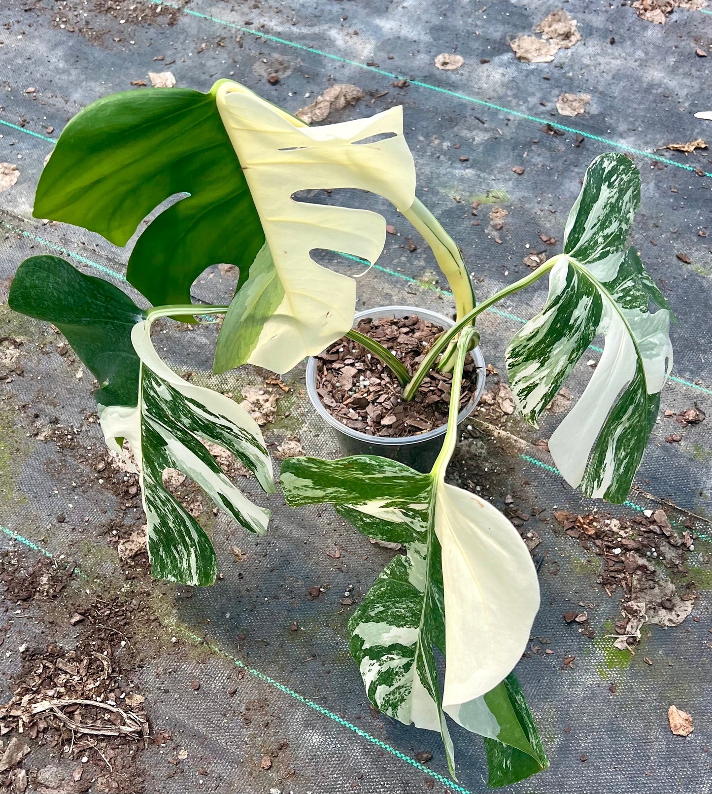 6" Monstera Albo