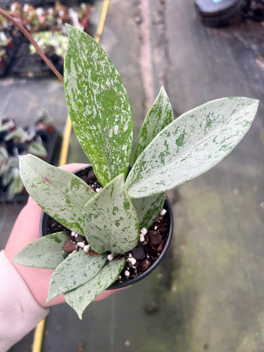 4" Hoya Pink Silver