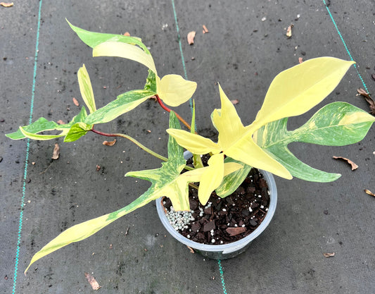 6" Philodendron Florida Beauty Variegated