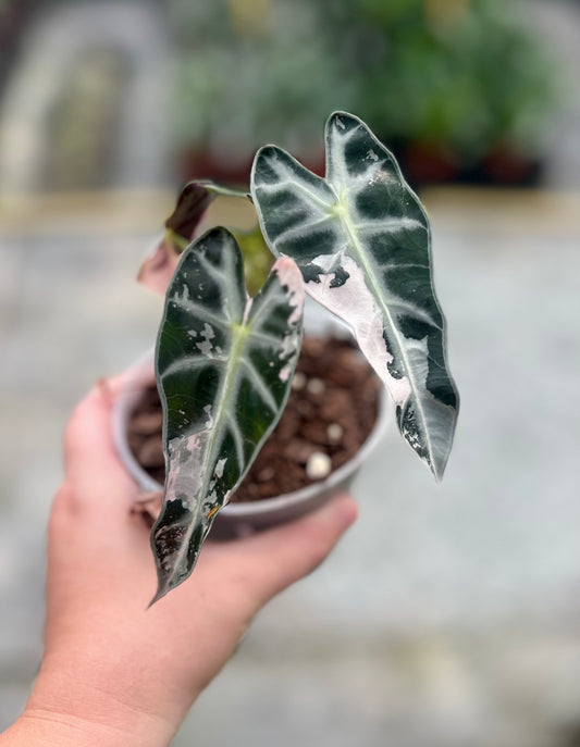 4" Bambino Pink Variegated (SHIPPING ONLY)
