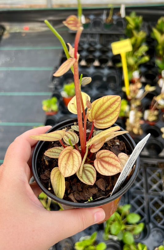 4" Peperomia Piccolo Banda