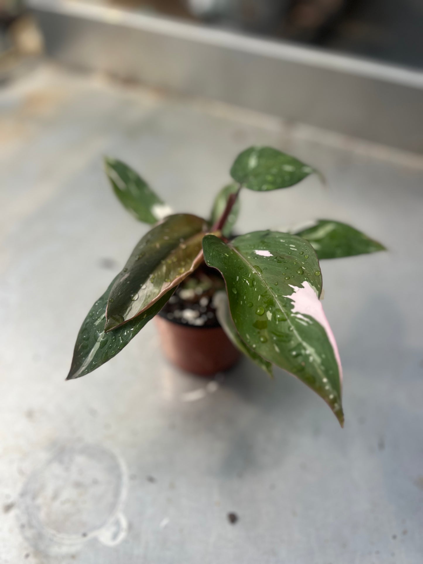 4" Philodendron Pink Princess Marble King