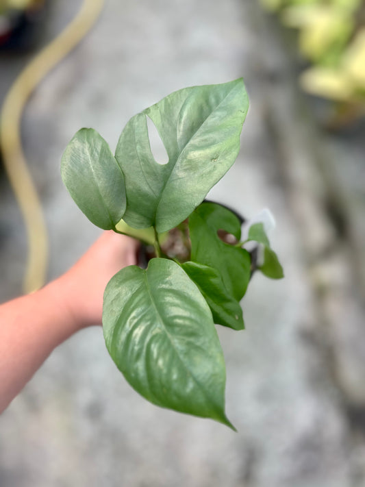 4" Monstera Ginny