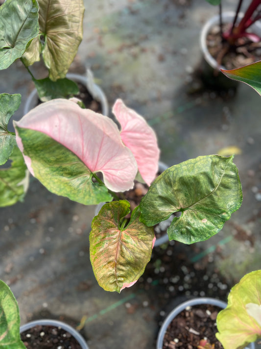6" Syngonium Strawberry Ice