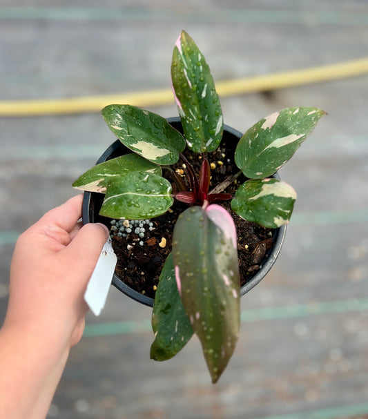 6" Philodendron Pink Princess Marble King
