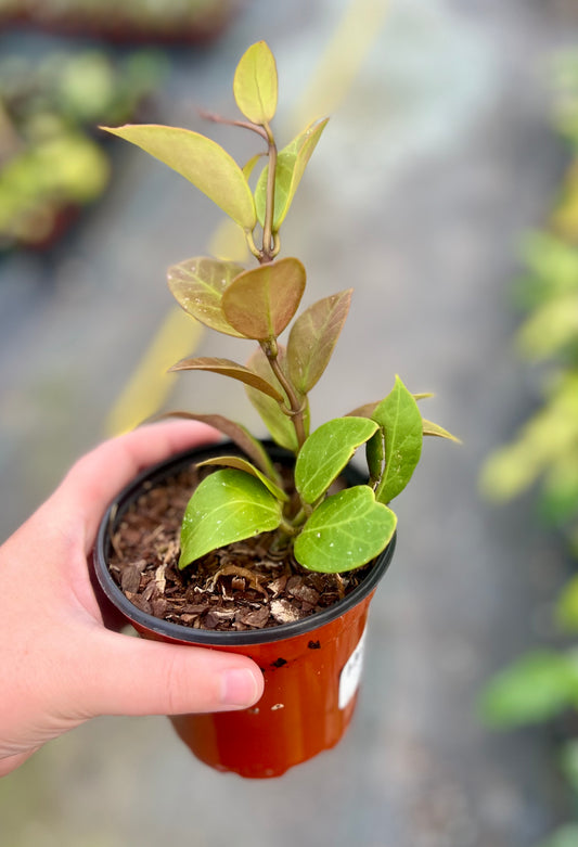 4" Hoya Sunrise