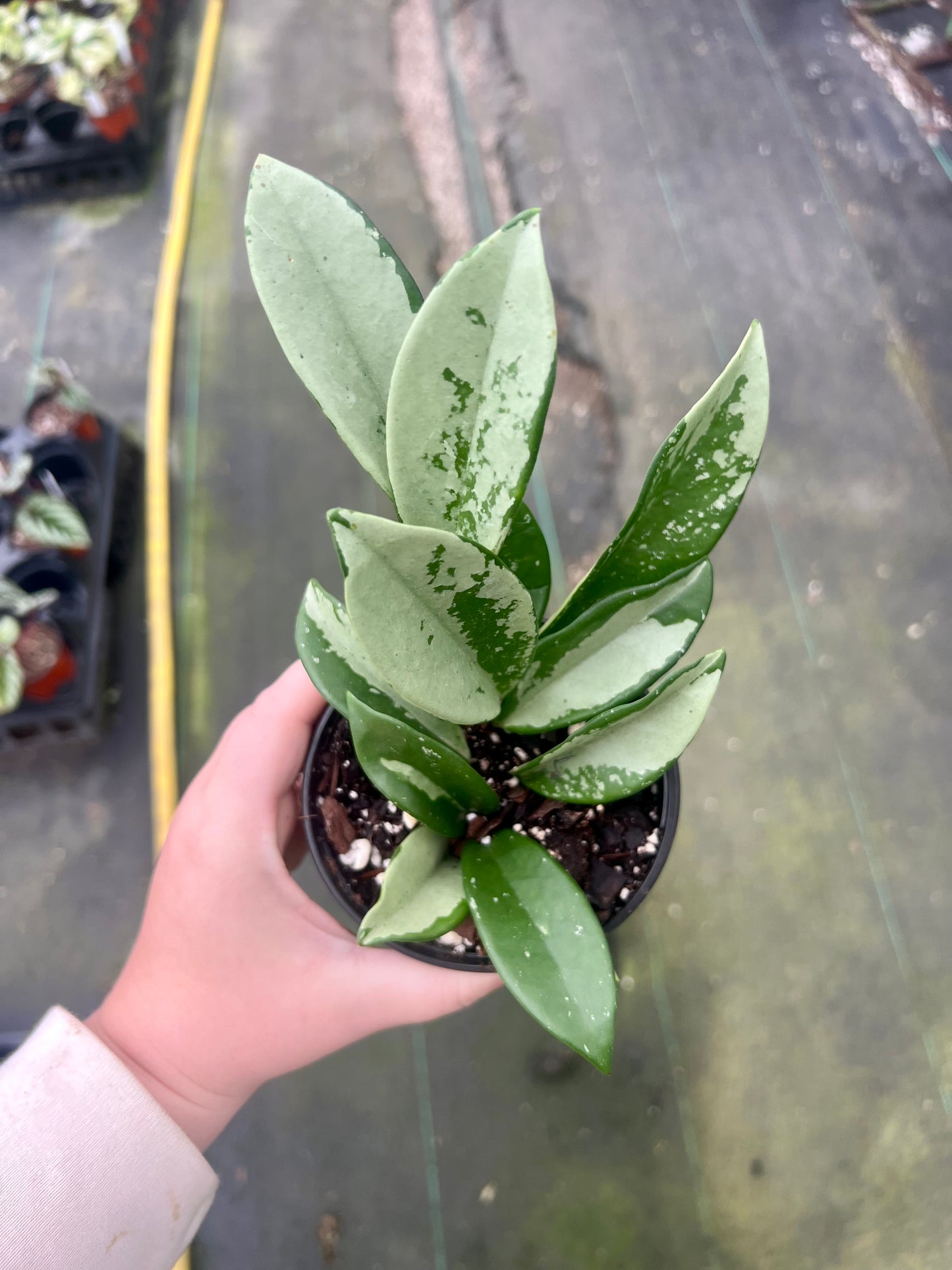 4" Hoya Malaysia Super Splash