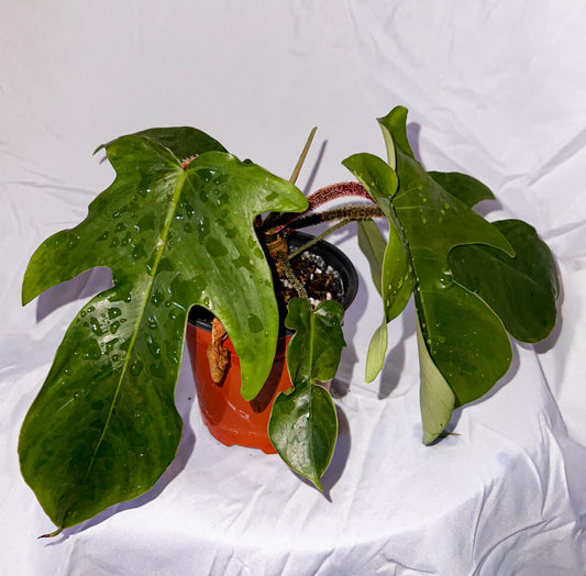 4" Philodendron Squamiferum
