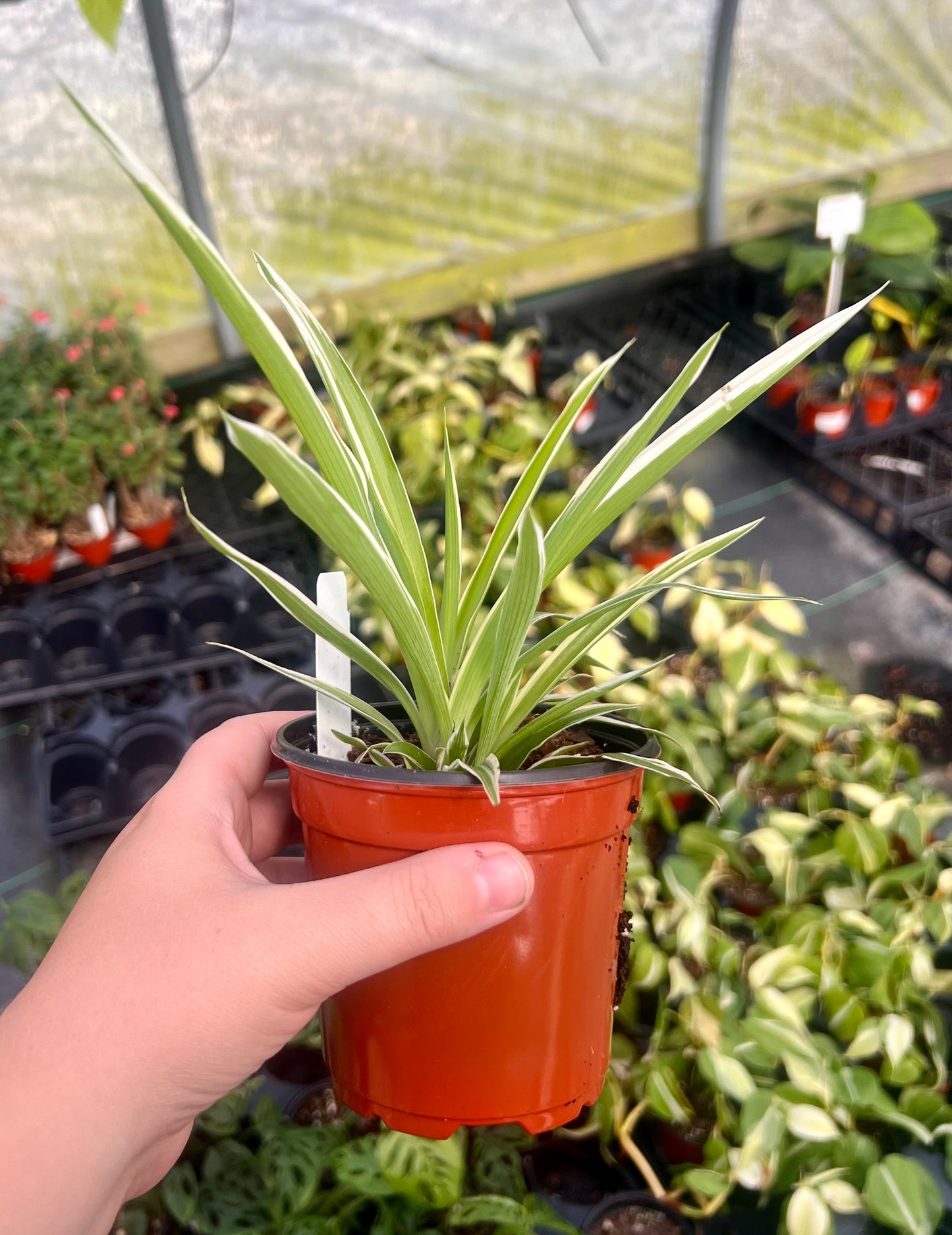 4" Spider plant