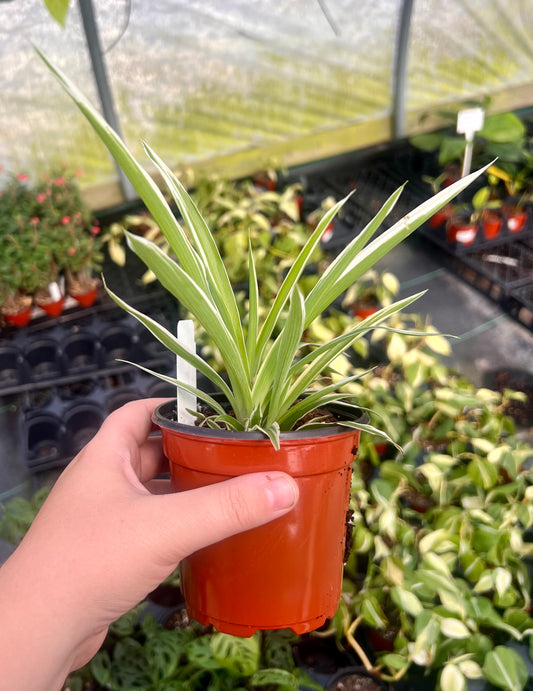 4" Spider plant