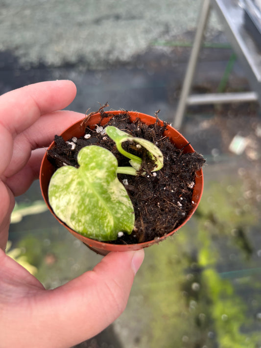 3" Monstera White Monster (IN STORE PICKUP ONLY)