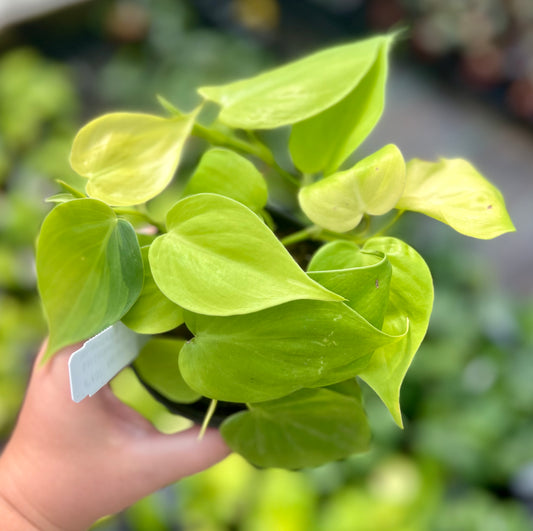 4" Philodendron Lemon Lime