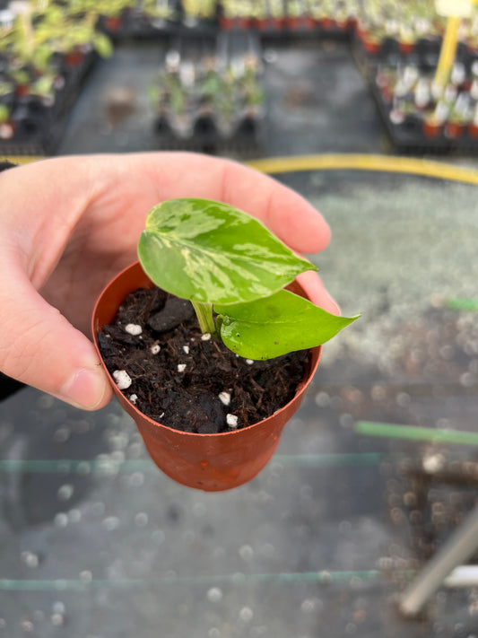 3" Monstera Bulbasaur (IN STORE PICKUP ONLY)