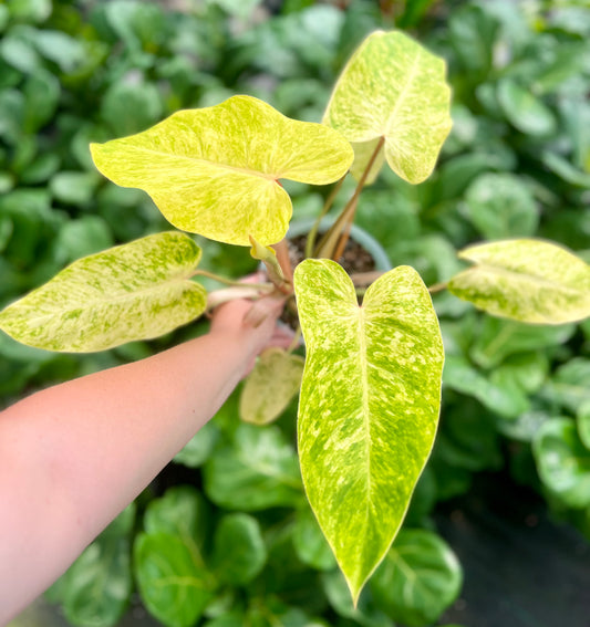 6" Philodendron Painted Lady