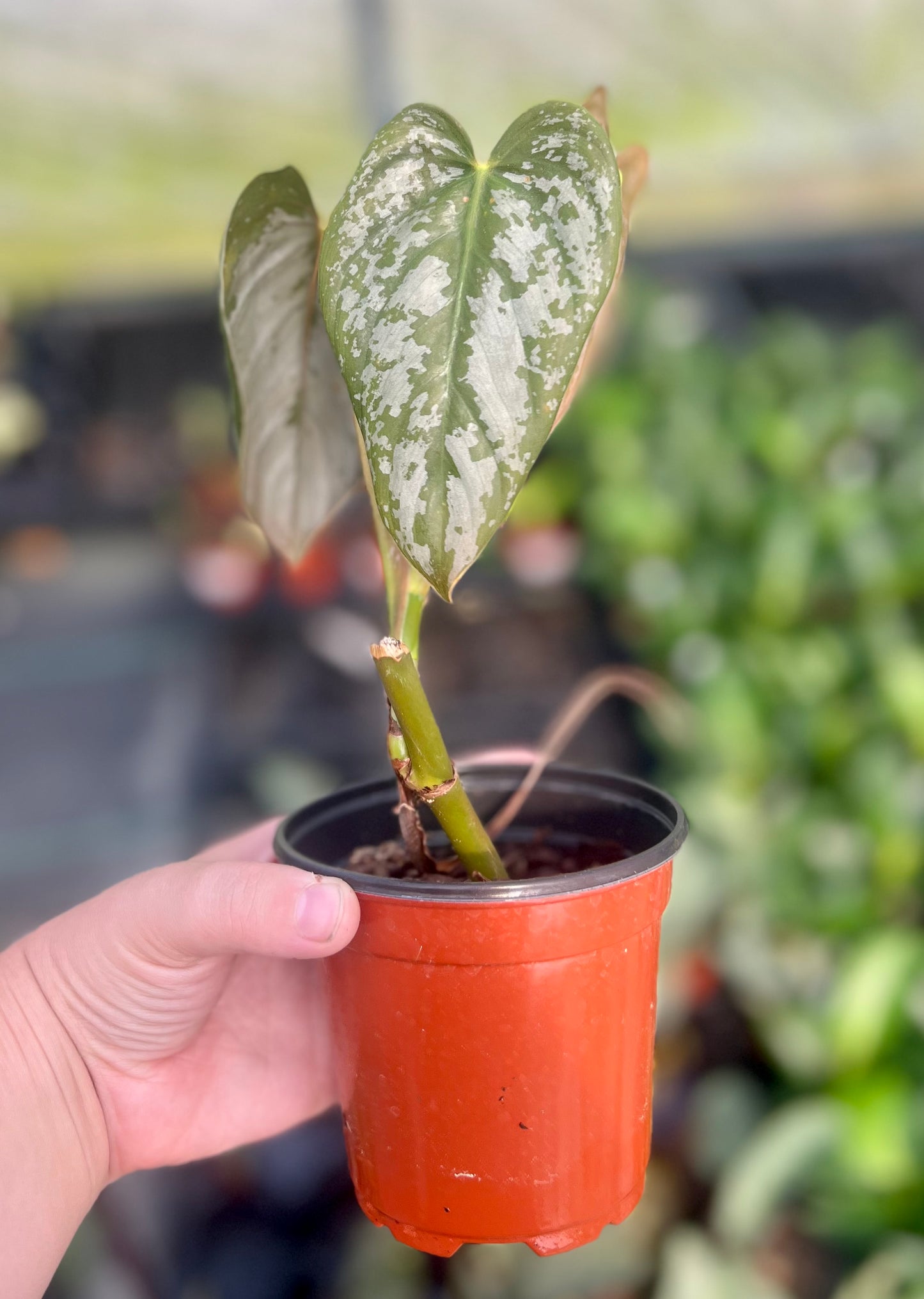 4" Philodendron Brandi