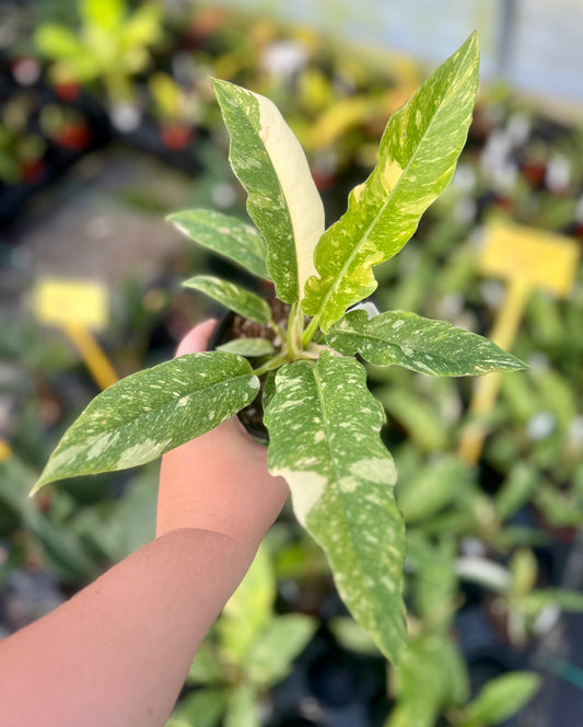 4" Philodendron Ring of Fire