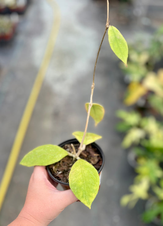 4" Hoya Chicken Farm