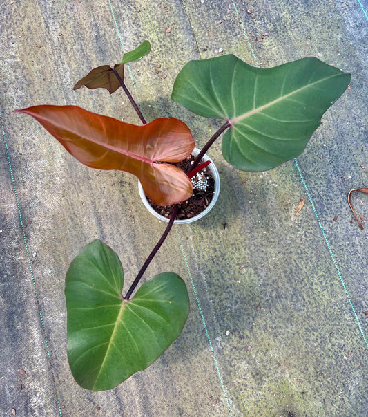 6" Philodendron Dark Lord