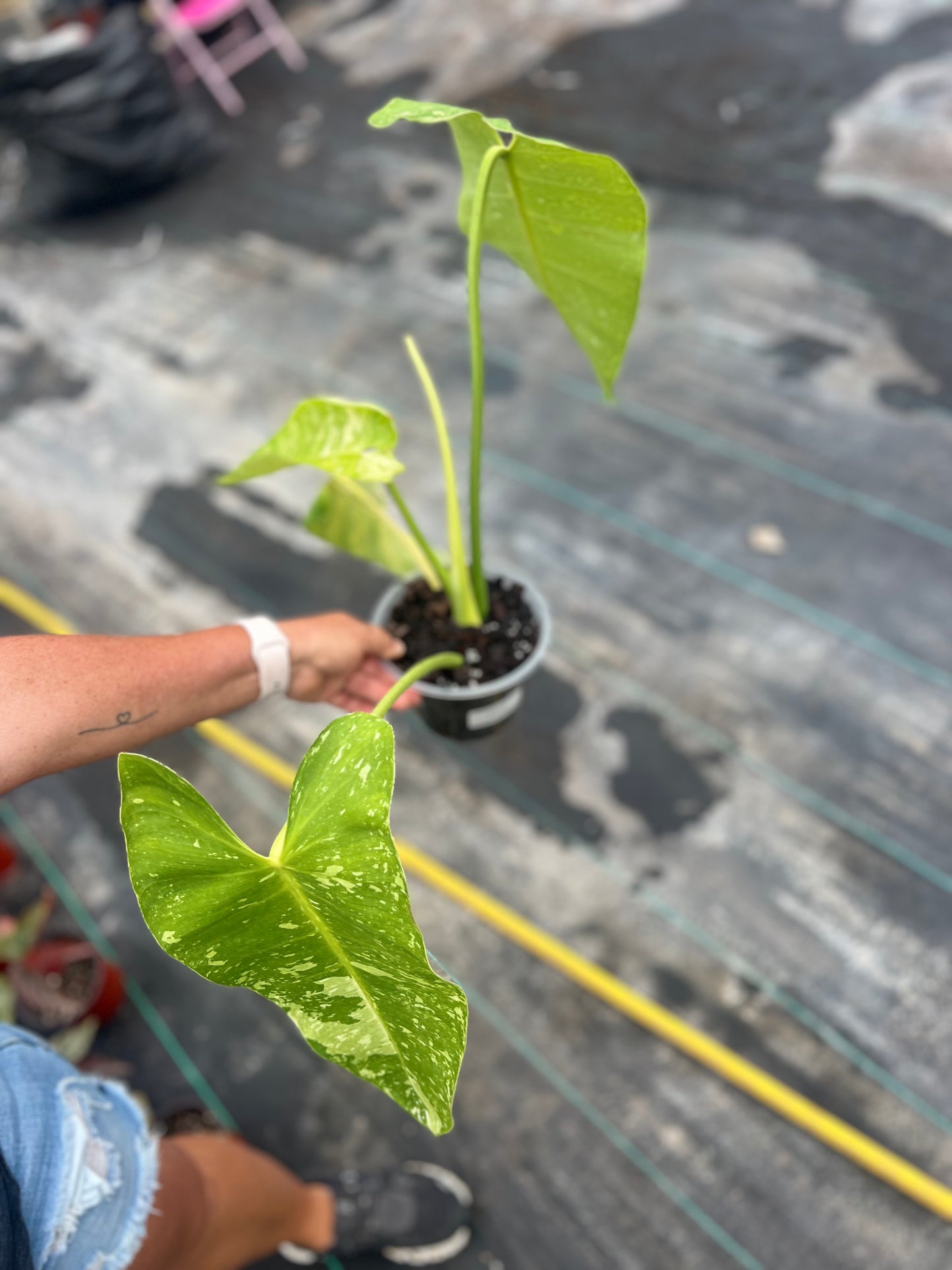 6" Philodendron Jose Buono