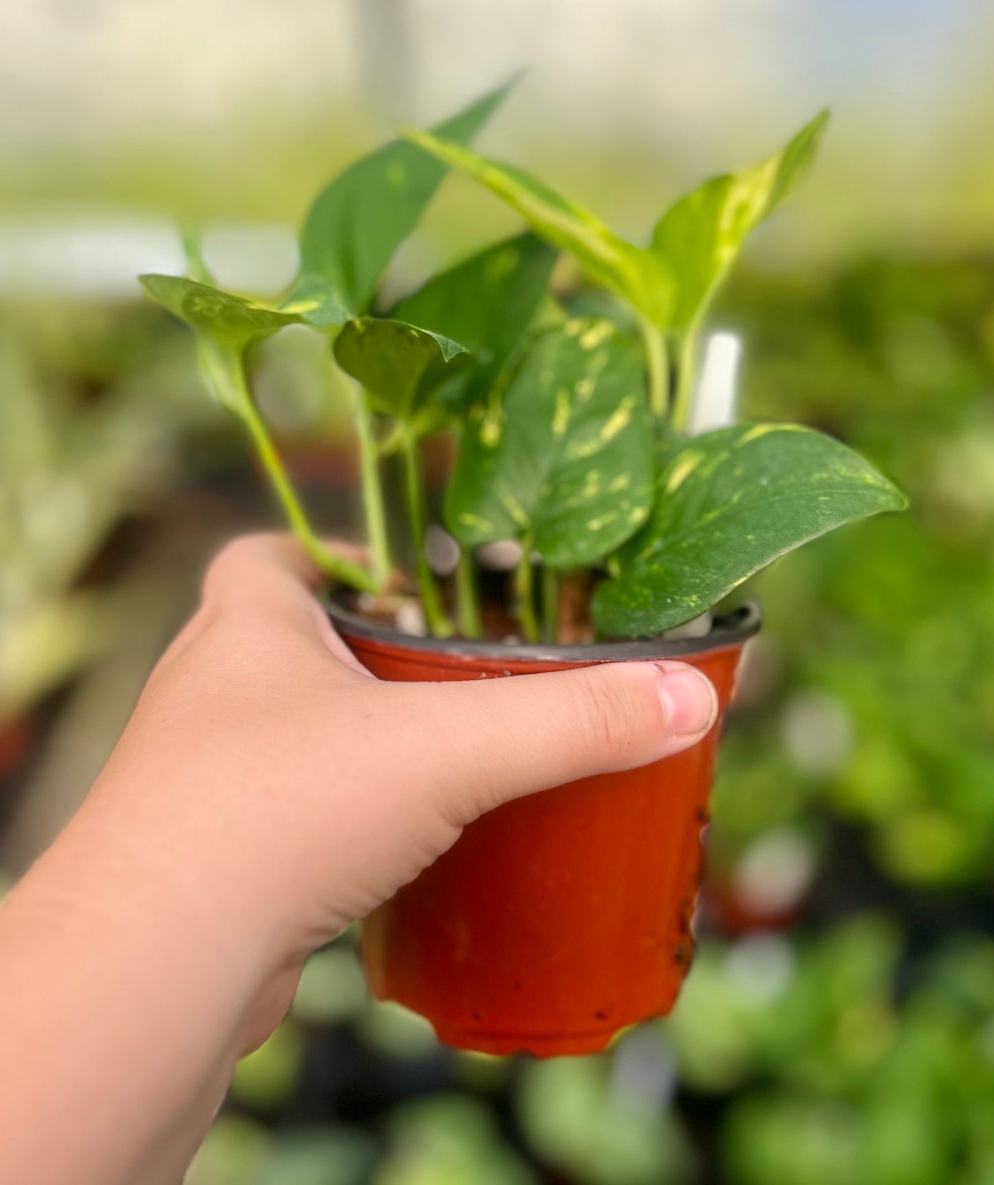 4" Hawaiian Pothos