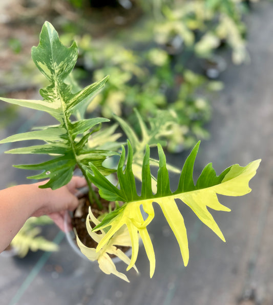 6" Philodendron Florida Beauty x Tortum Variegated
