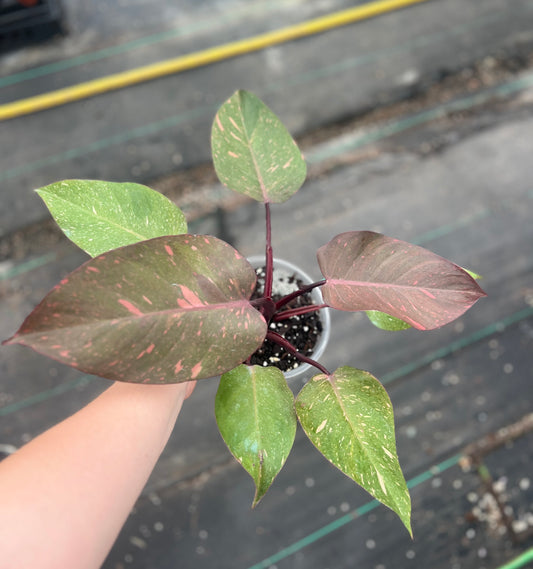 6" Philodendron Orange Princess