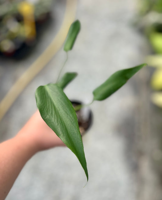 4" Monstera Burle Marx Flame