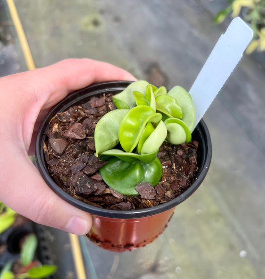 4" Hoya Ropa