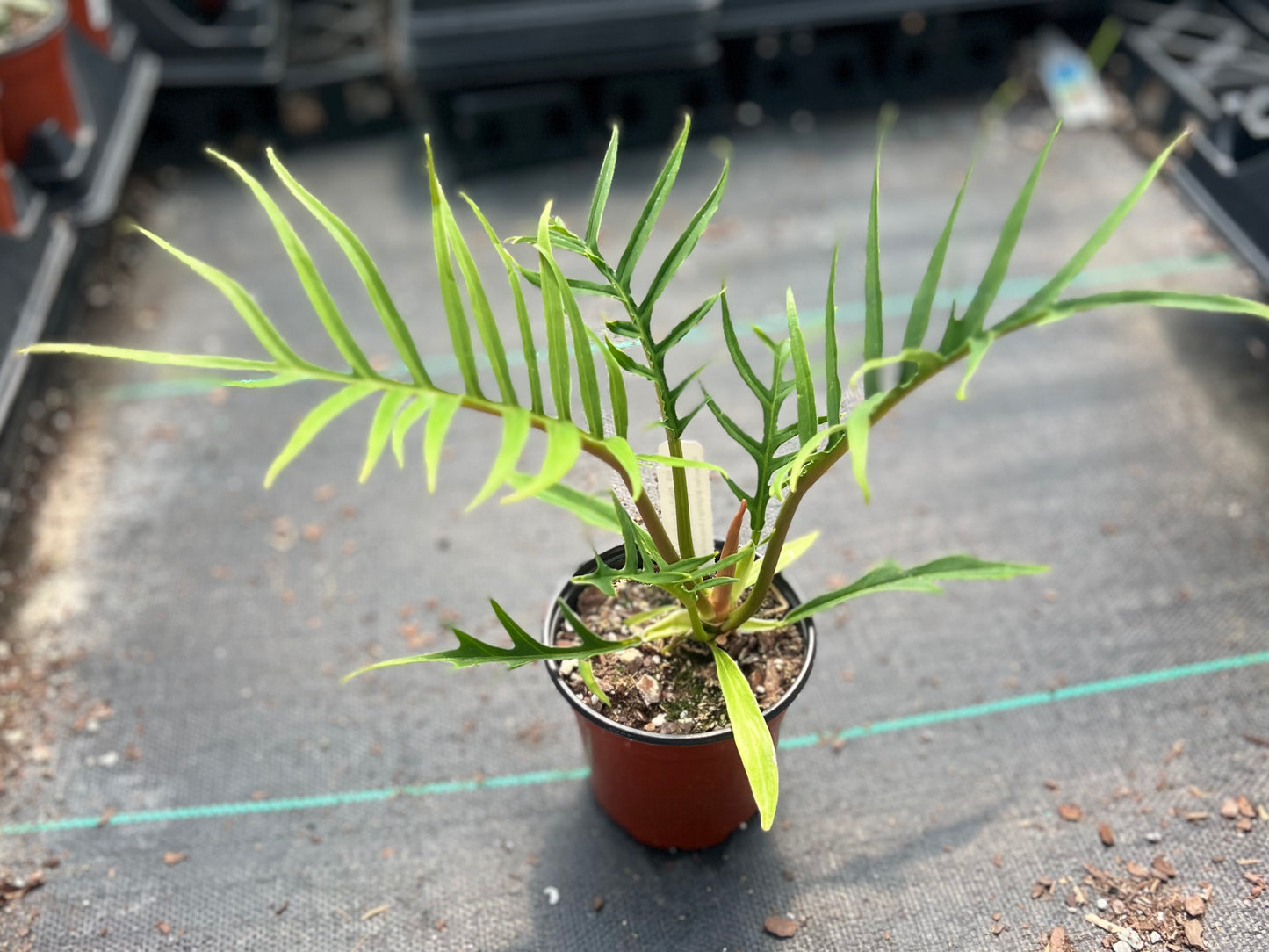 4" Philodendron Tortum