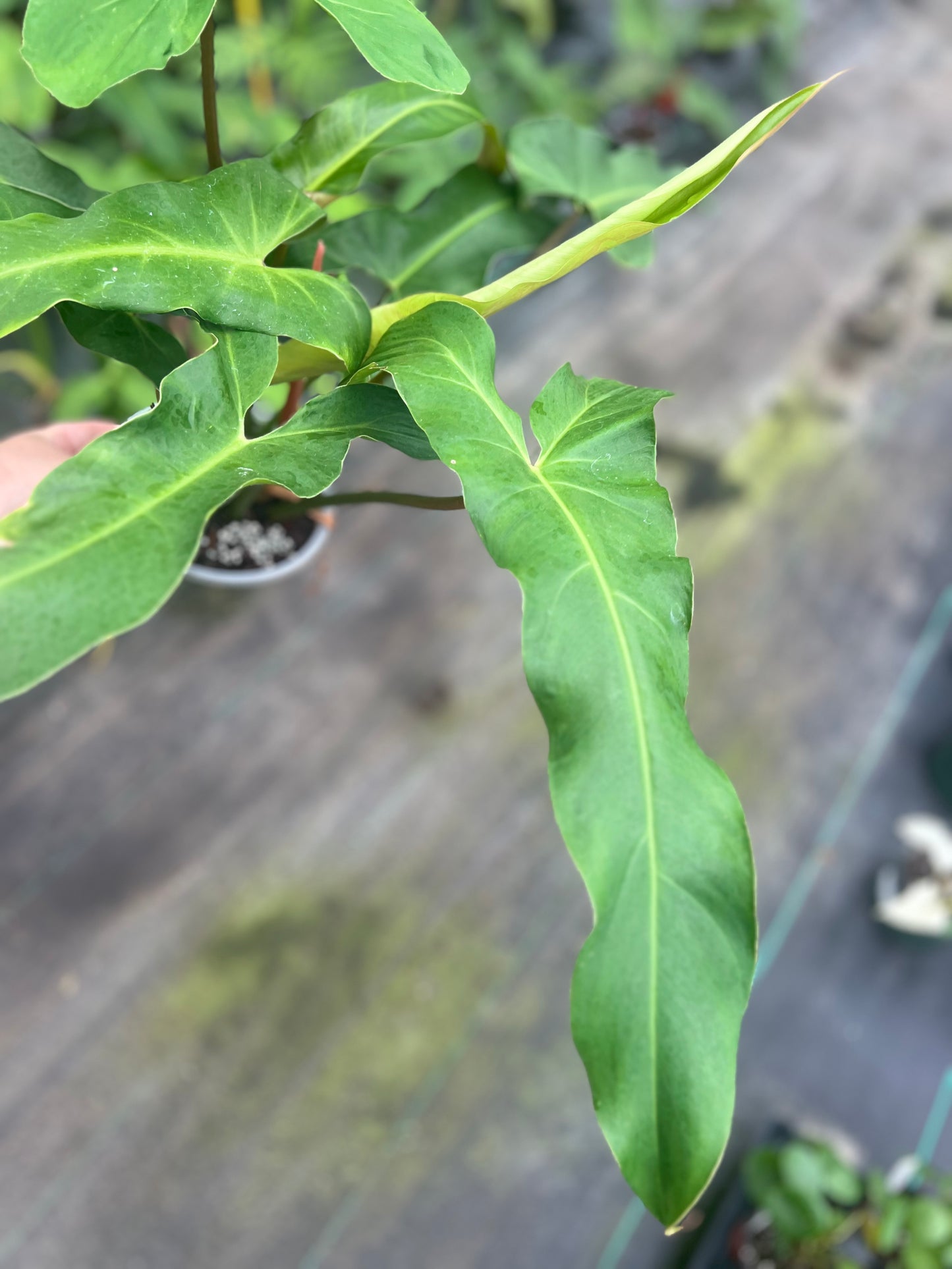 6" Philodendron Mexicanum