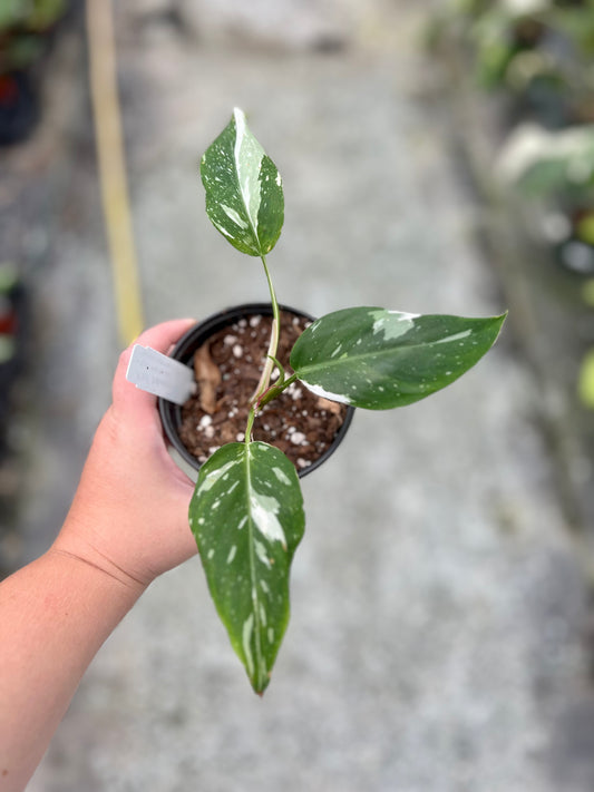 4" Philodendron White Princess