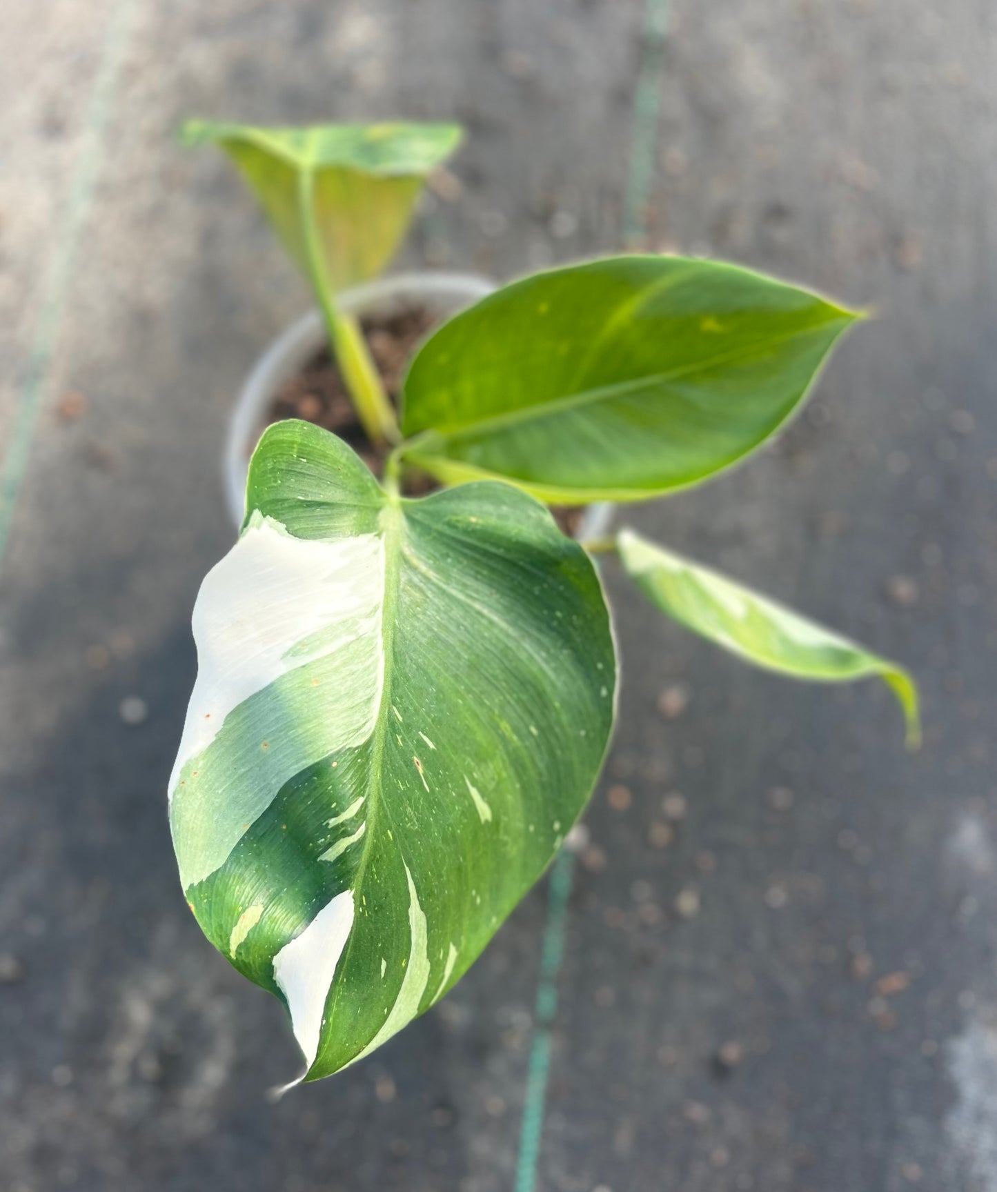 6" Philodendron White Wizard