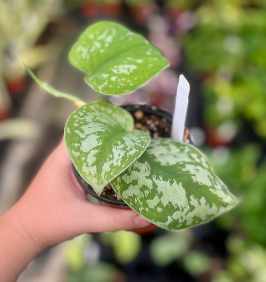 4" Pothos Silver Splash