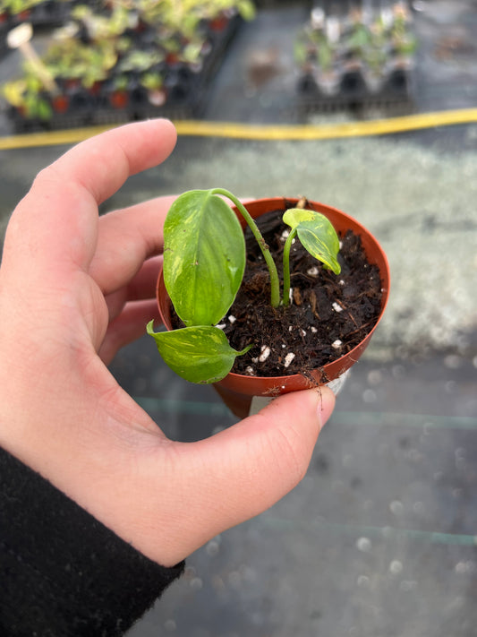 3" Monstera Electrolight (IN STORE PICKUP ONLY)