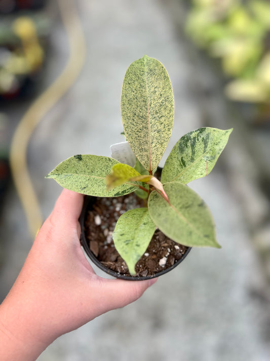 4" Ficus shivereana