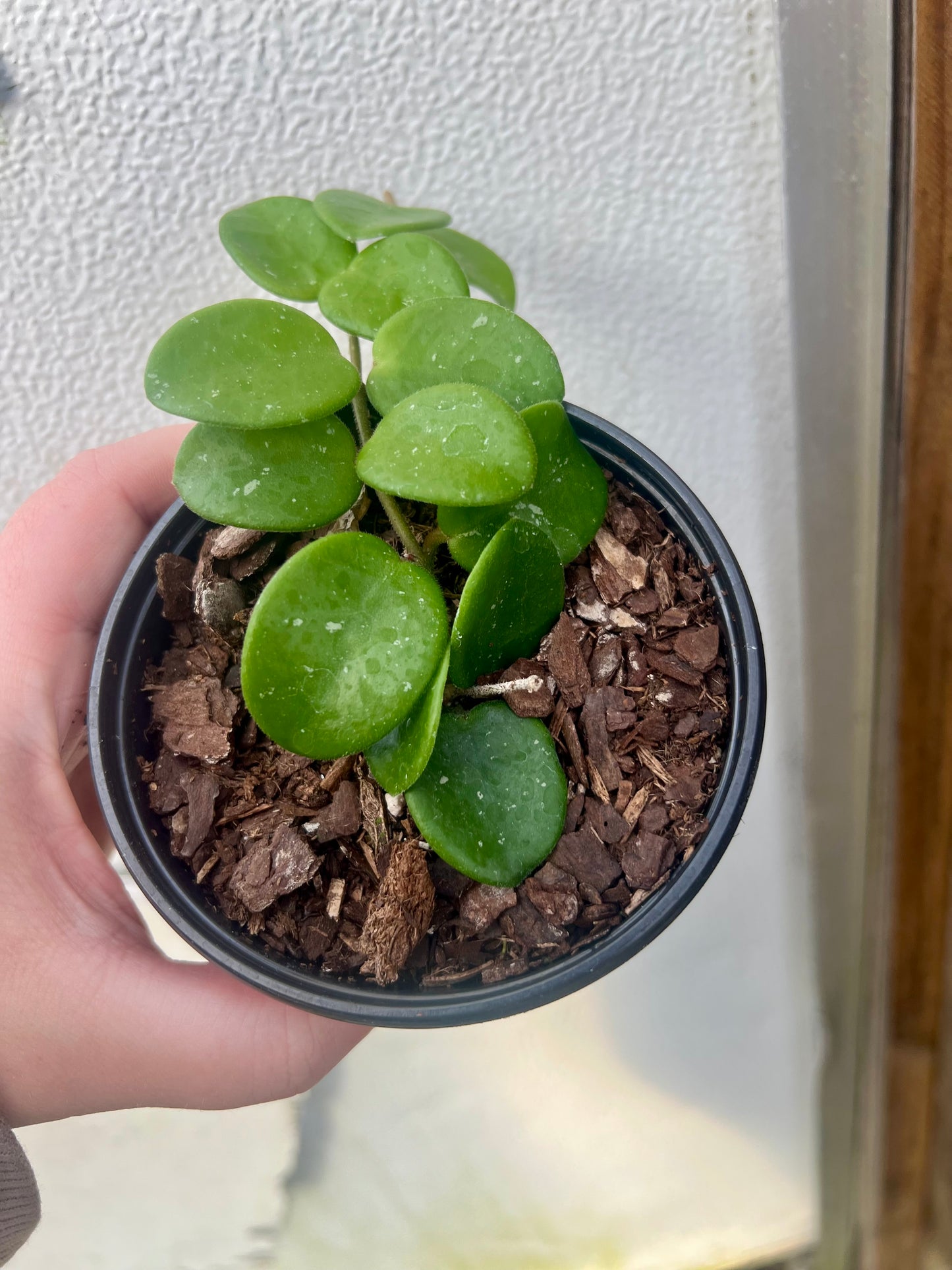 4" Hoya Mathilde