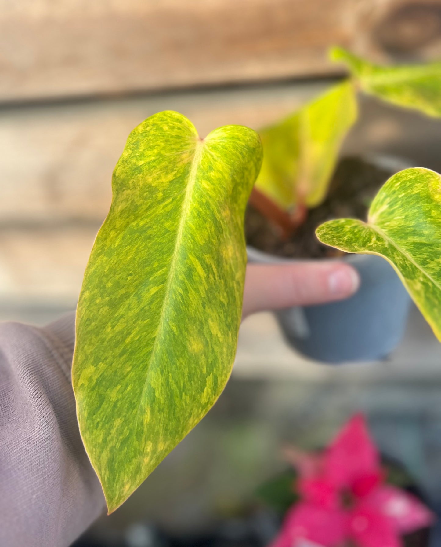 4" Philodendron Painted Lady