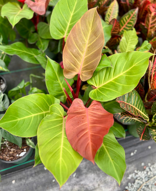 6" Philodendron Mccolley