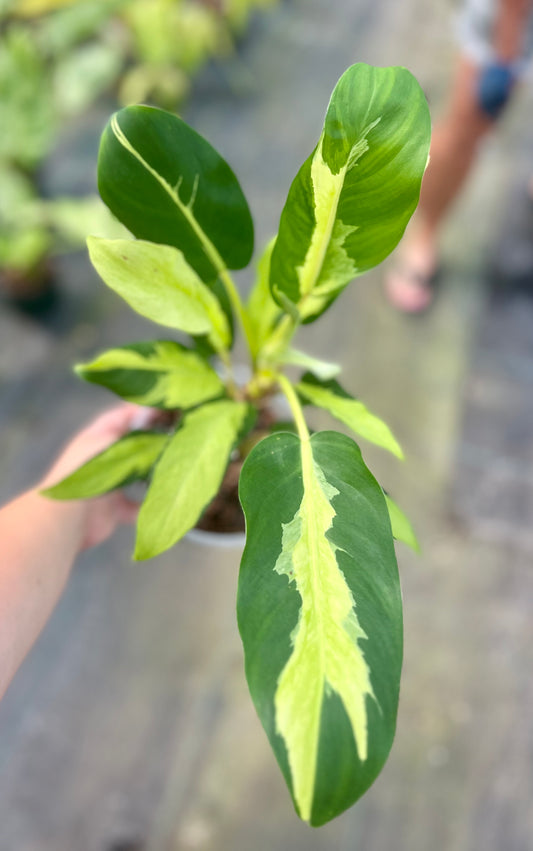 6" Philodendron Thai Sunrise