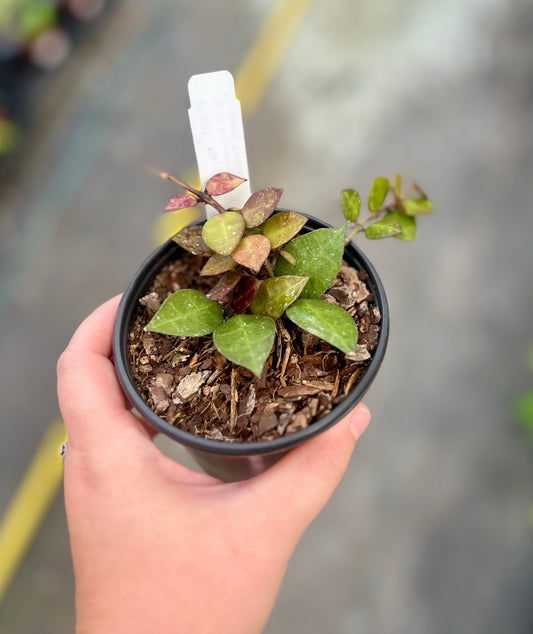 4" Hoya Krohniana Black