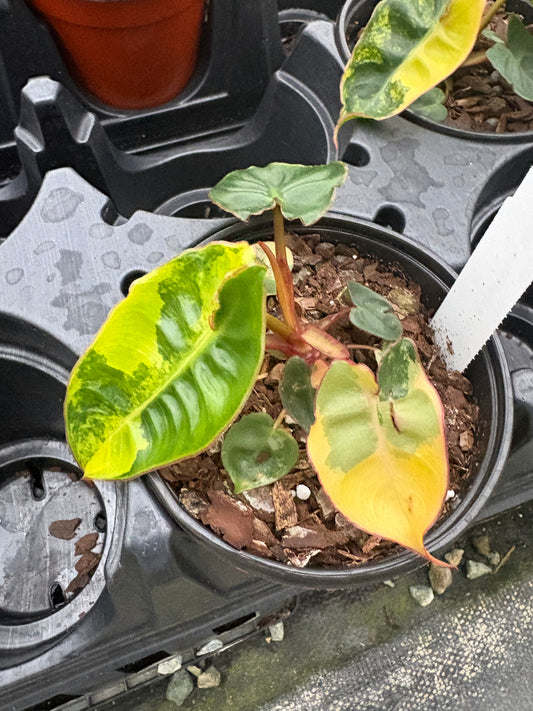 4" Philodendron Variegated Billietiae