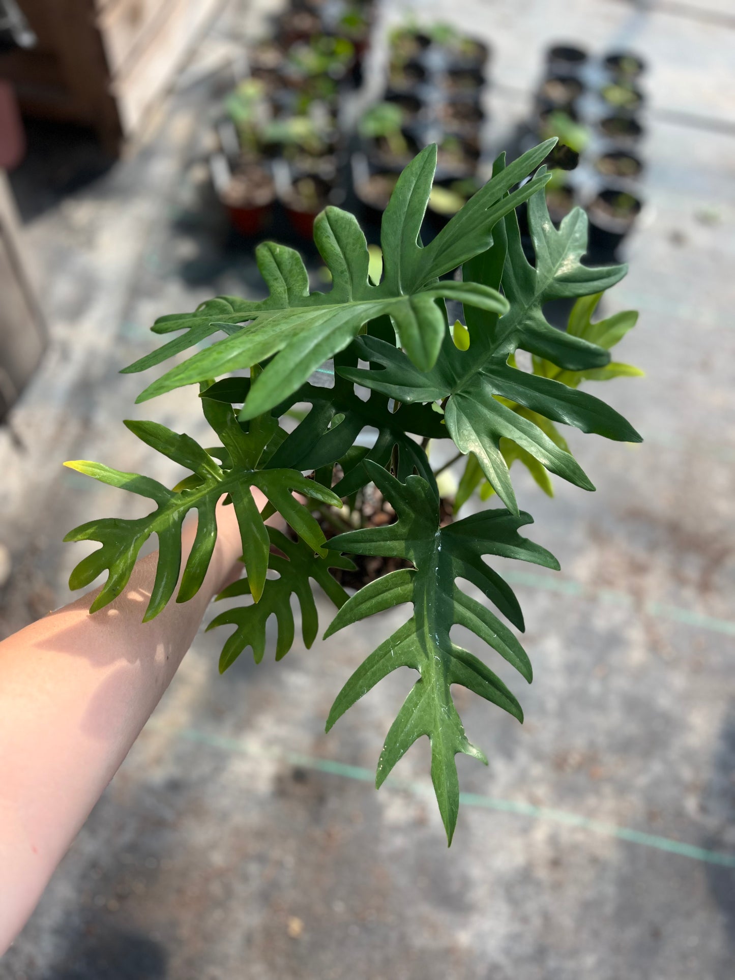 6" Philodendron Mayoi