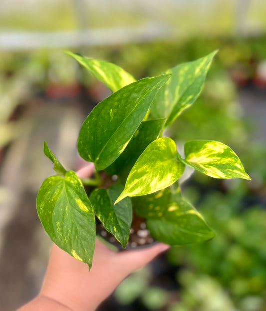 4" Hawaiian Pothos